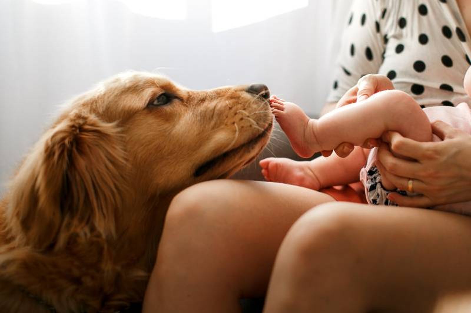 El pasado 20 de febrero fue el Día Mundial de Amar a tu Mascota. El pasado 20 de febrero fue el Día Mundial de Amar a tu Mascota.
