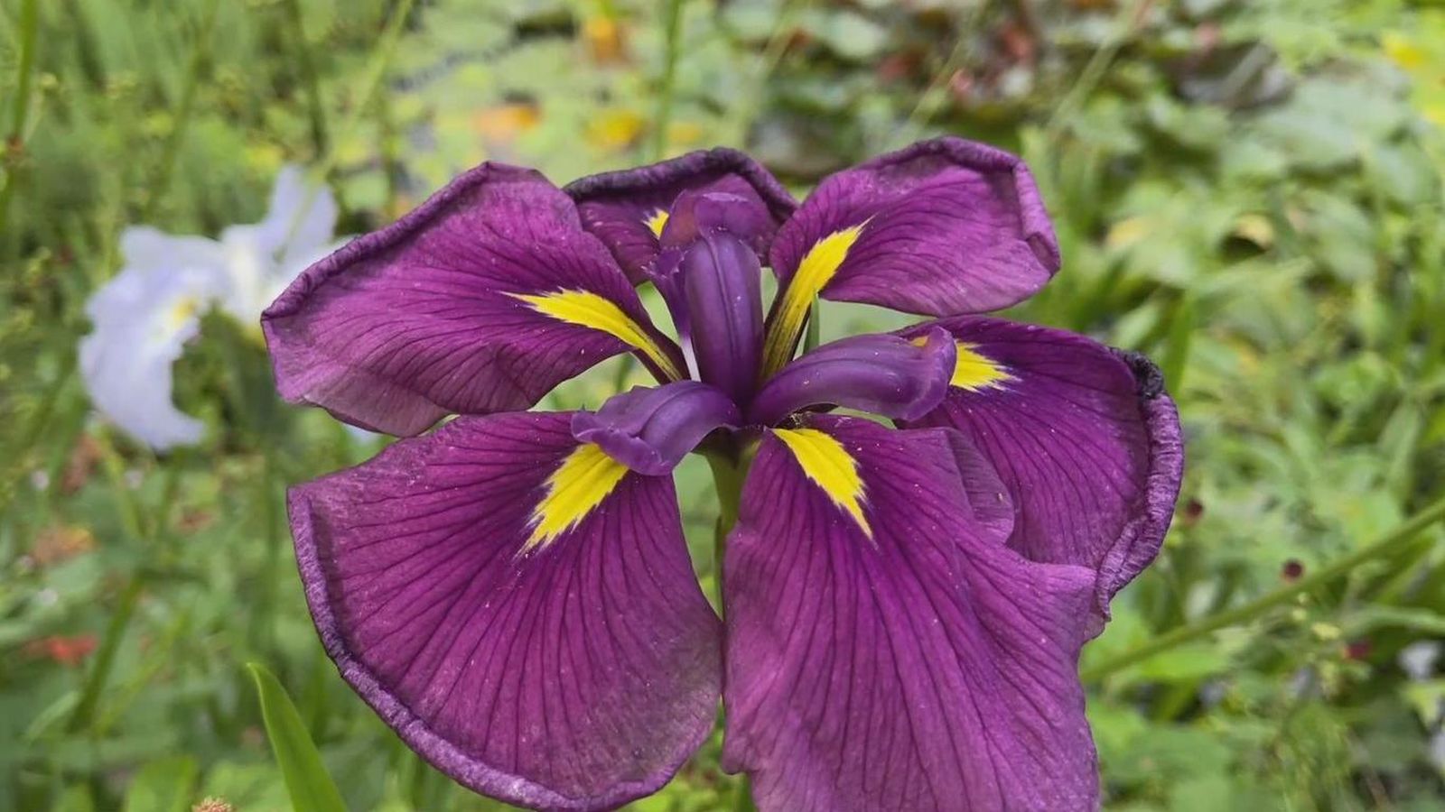 Iris ensata.