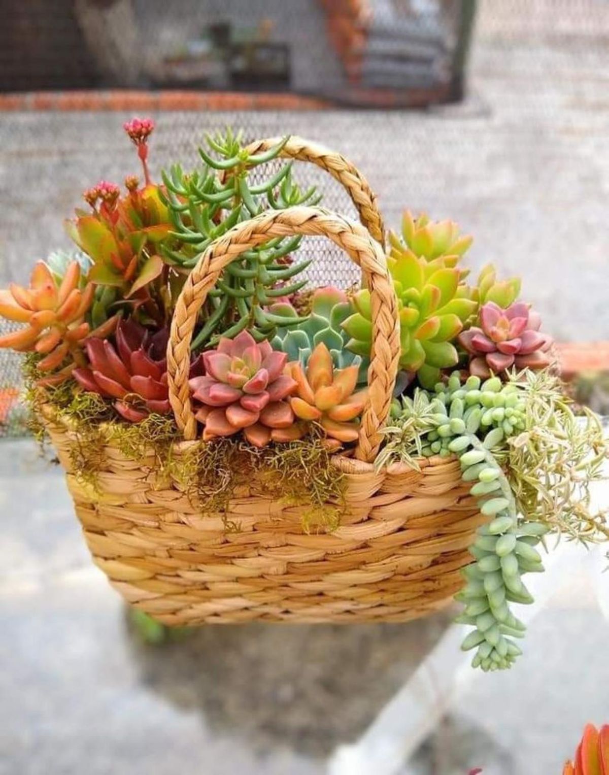 Composición en cascada de suculentas.