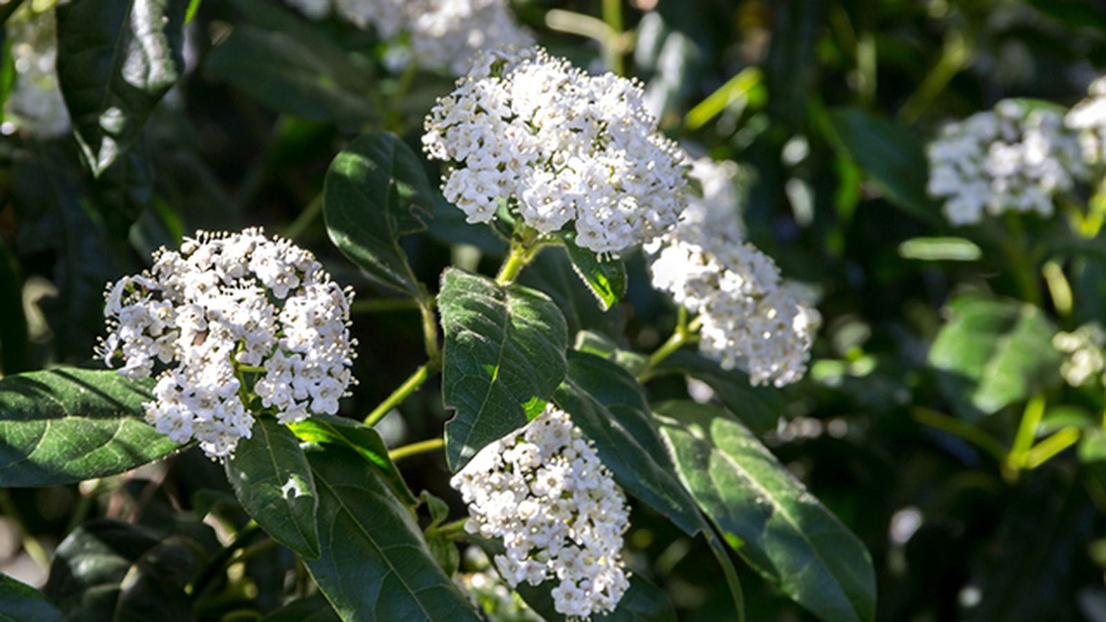 Viburnum tinus Viburnum tinus