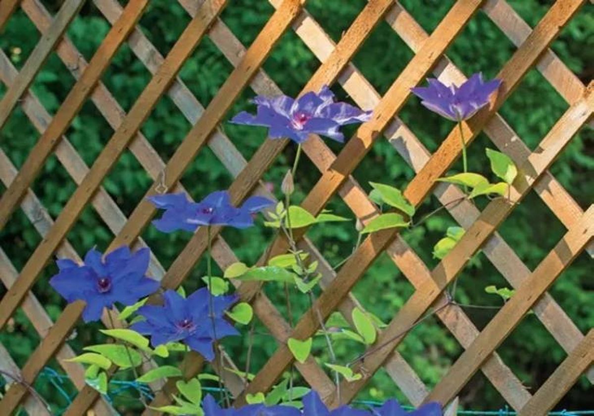 Soluciones miradas indiscretas jardin 9