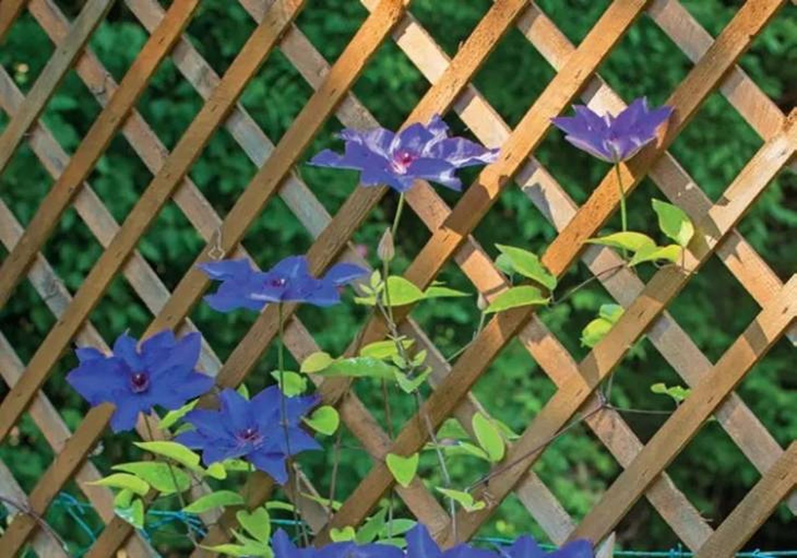 Soluciones miradas indiscretas jardin 9