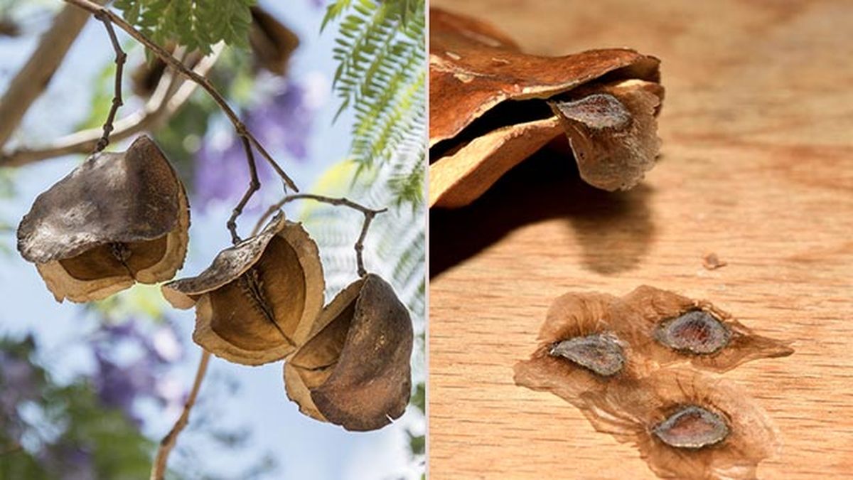 fruto semillas arbol jacaranda