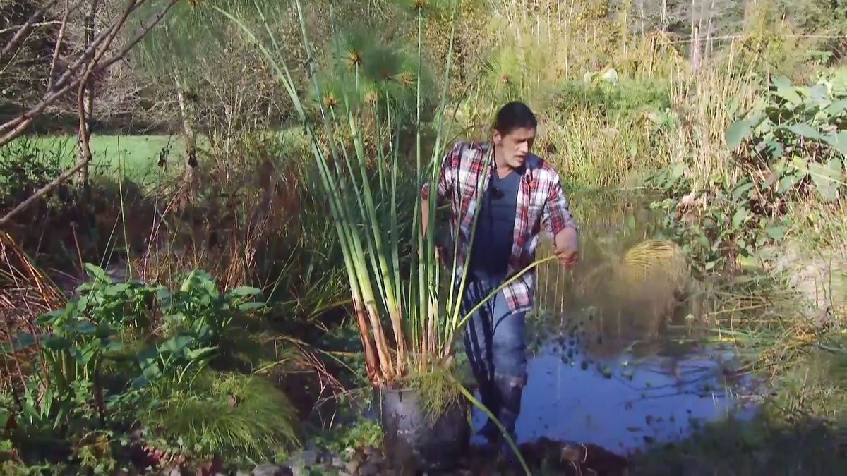 deco 676 cuidados papiro invierno ramas viejas