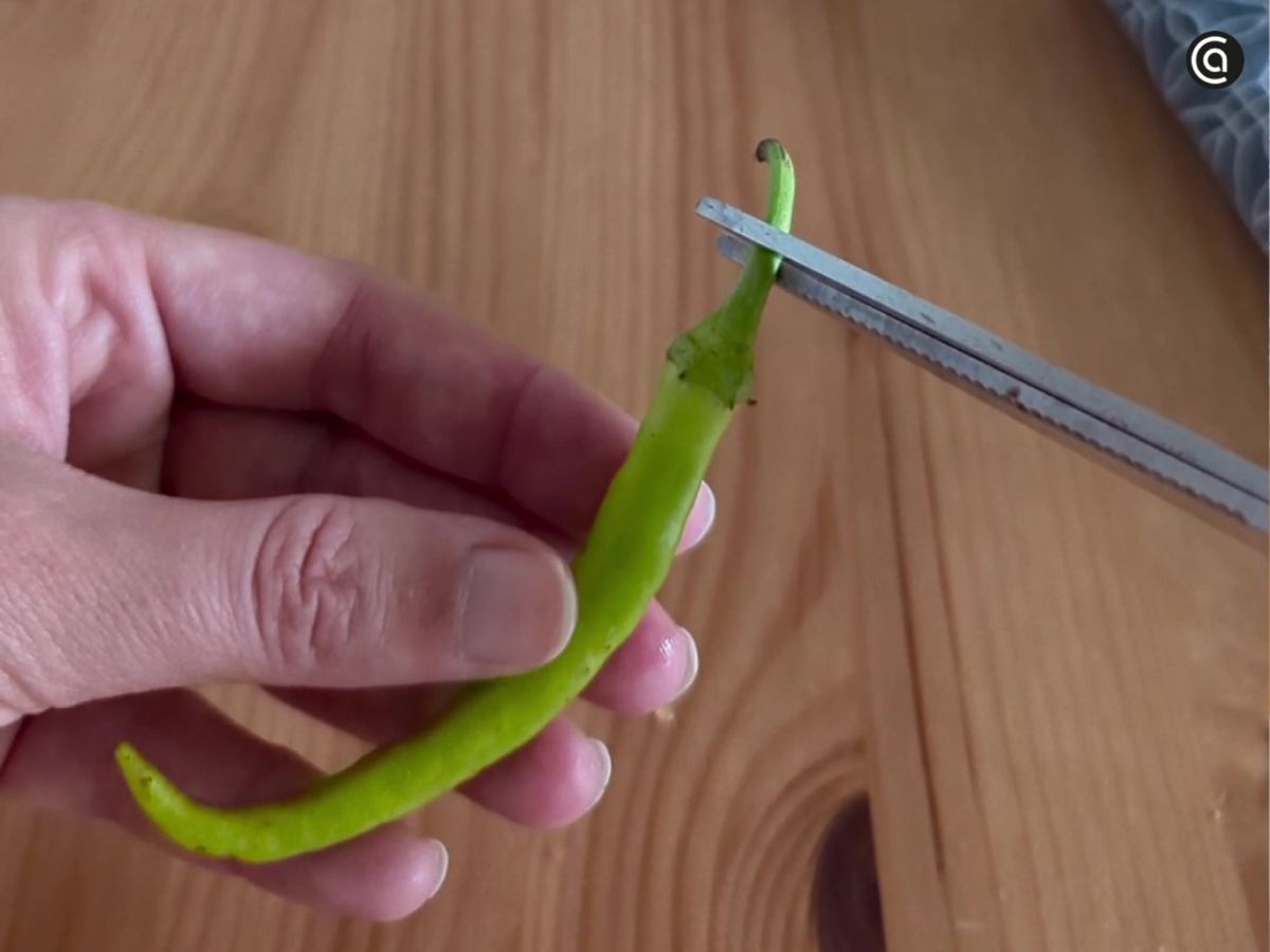 Con unas tijeras se corta el rabito de las guindillas, dejando un pequeño extremo para manipularlas mejor.