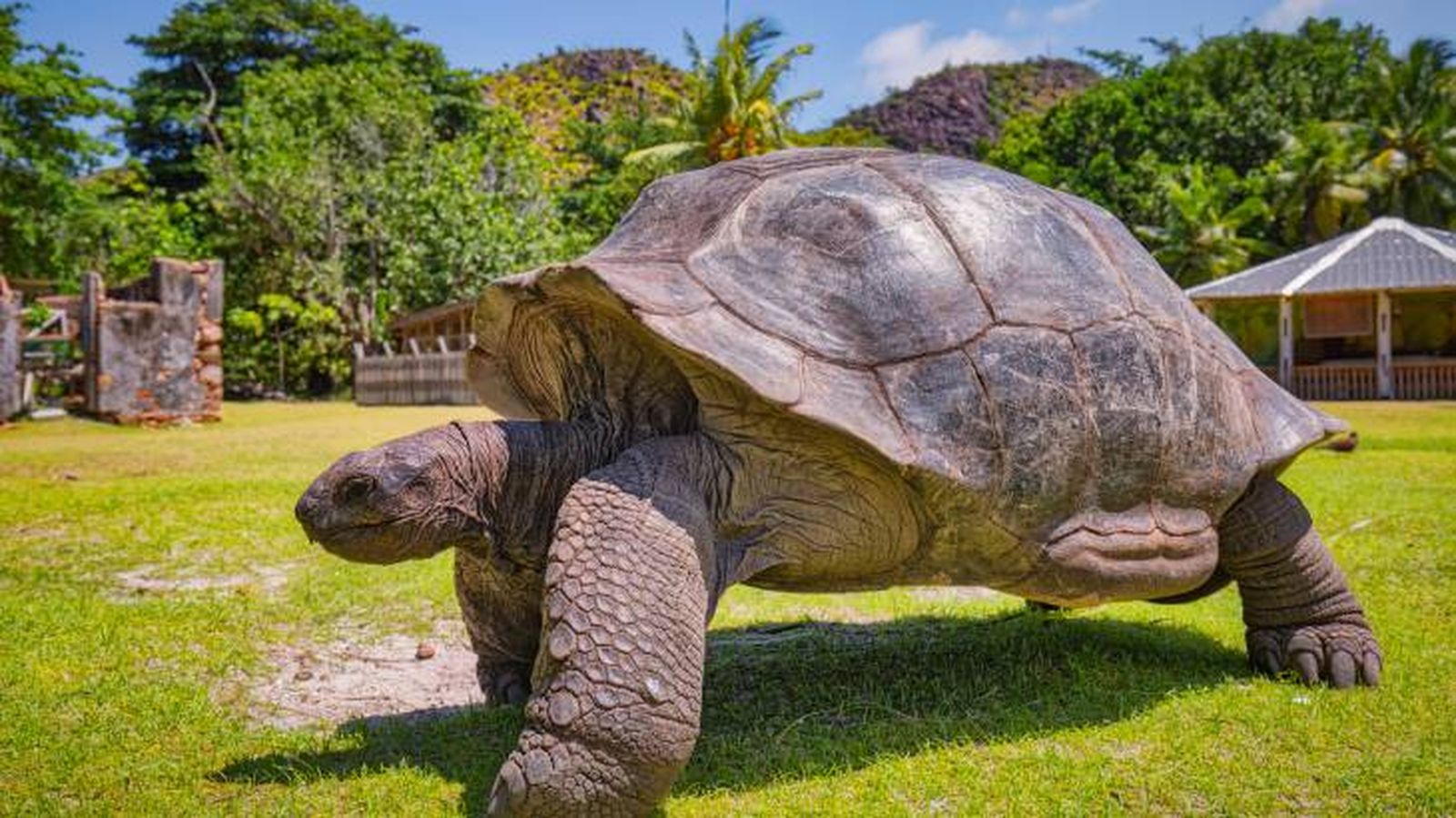 records animales tortuga gigante records animales tortuga gigante