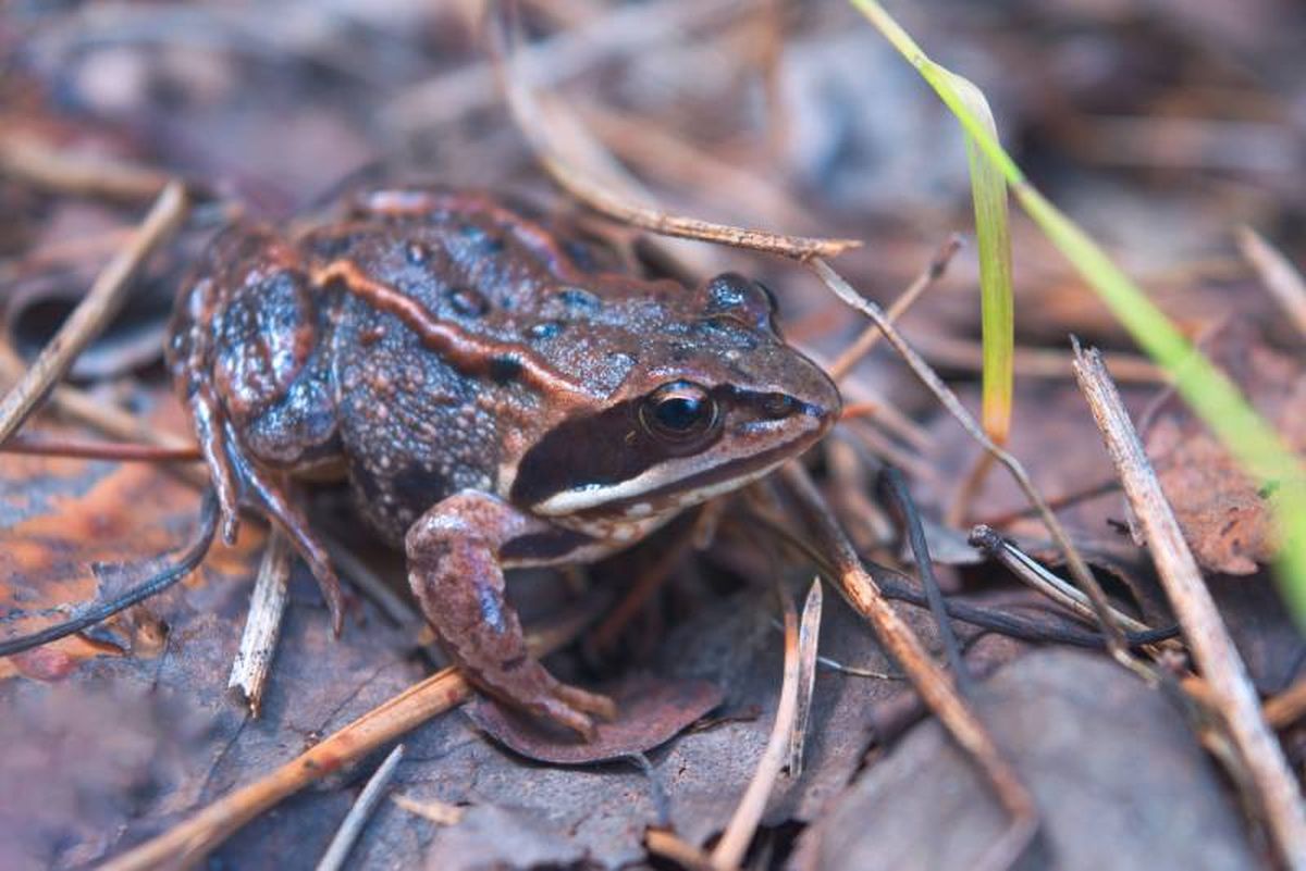 Pero si hay un anfibio que destaca por encima de todos, son las ranas de la madera.
