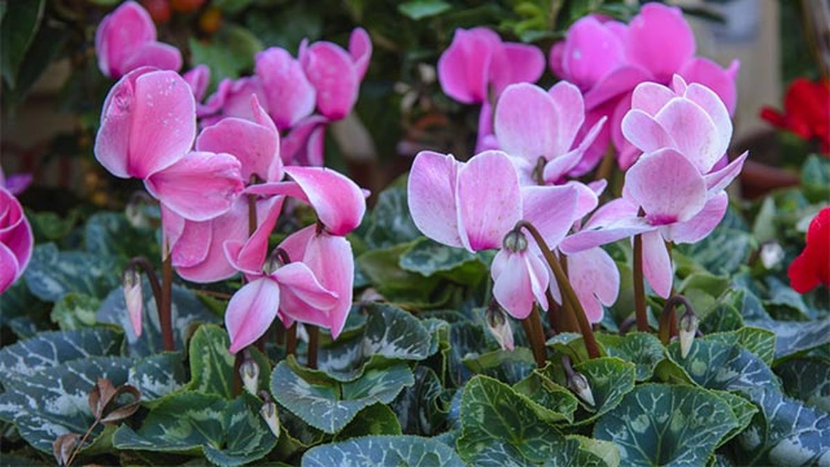 flores de otono jardin ciclamen