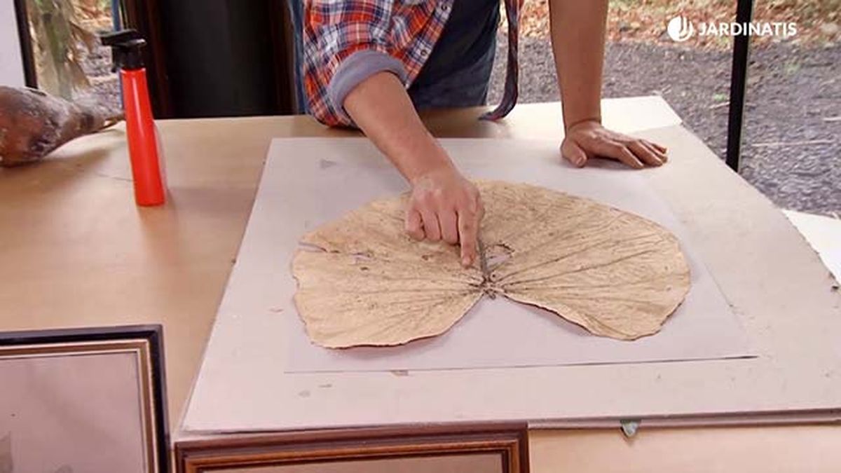 deco 683 prensado hojas secas hongos oreja elefante