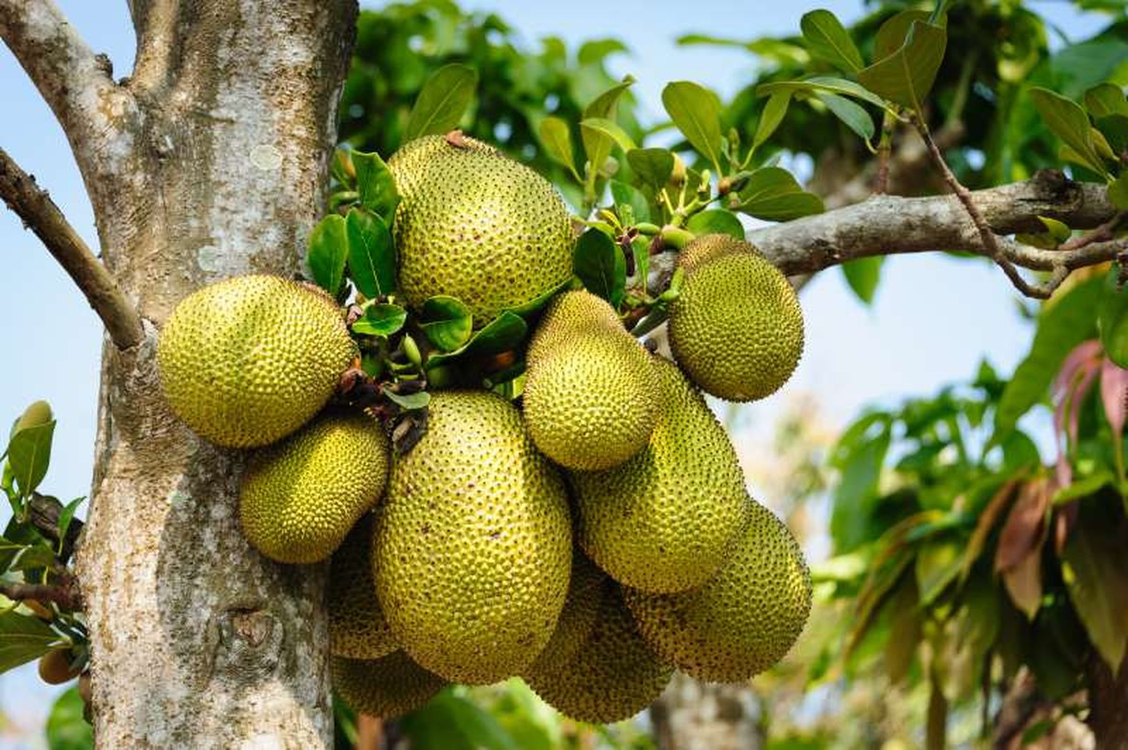 Jackfruit o jaca. Jackfruit o jaca.