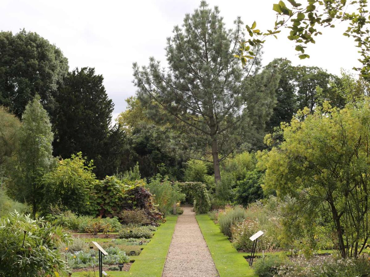 Chelsea Physic Garden.