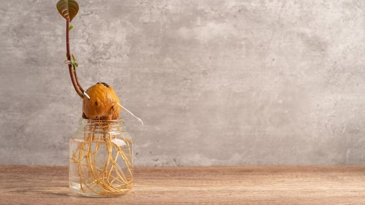 reproduccion de aguacate