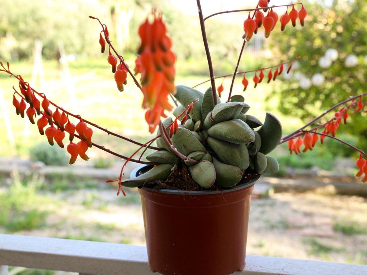 Gasteria glomerata con flores.