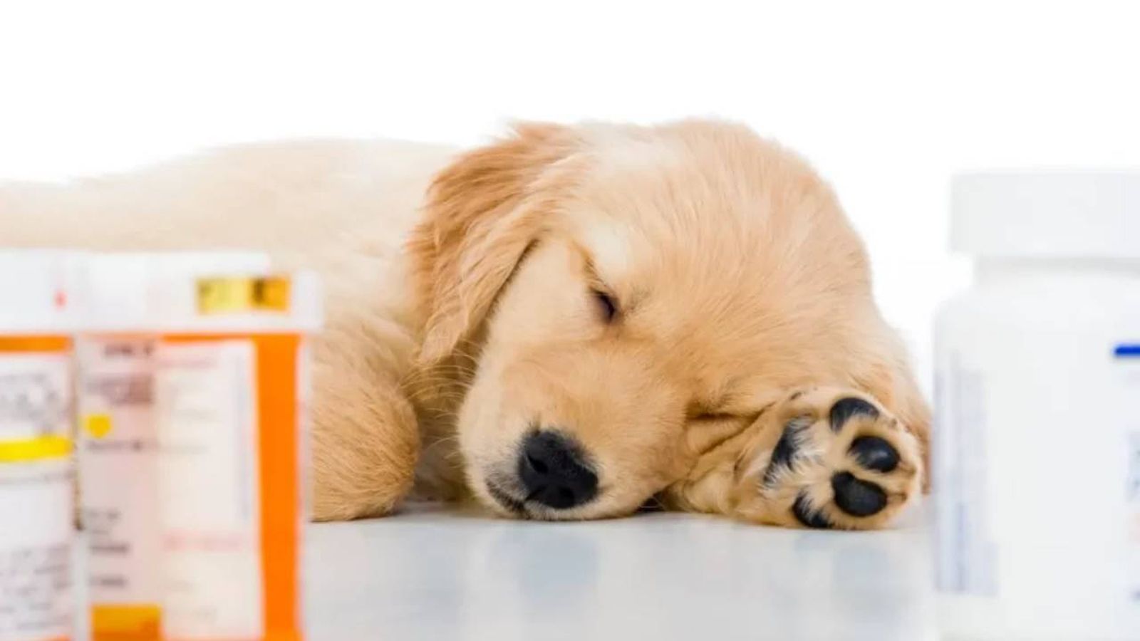 medicamentos para perros 3 (1)