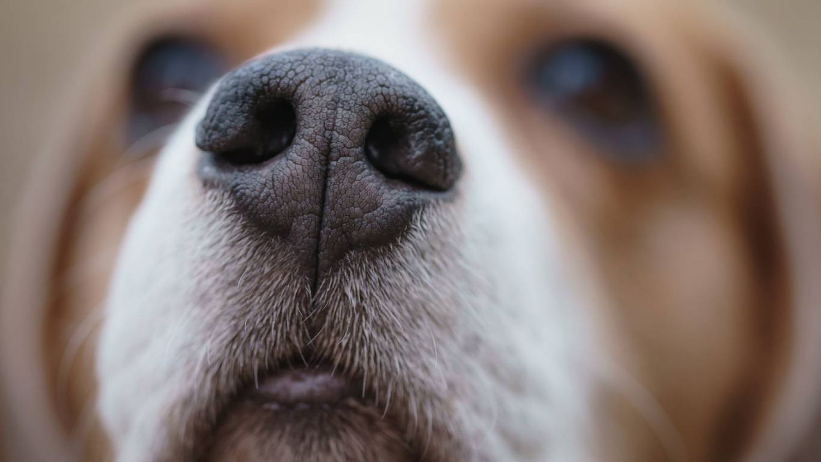 ¿Qué puedes hacer cuando tu perro ladra a ciertas personas? ¿Qué puedes hacer cuando tu perro ladra a ciertas personas?