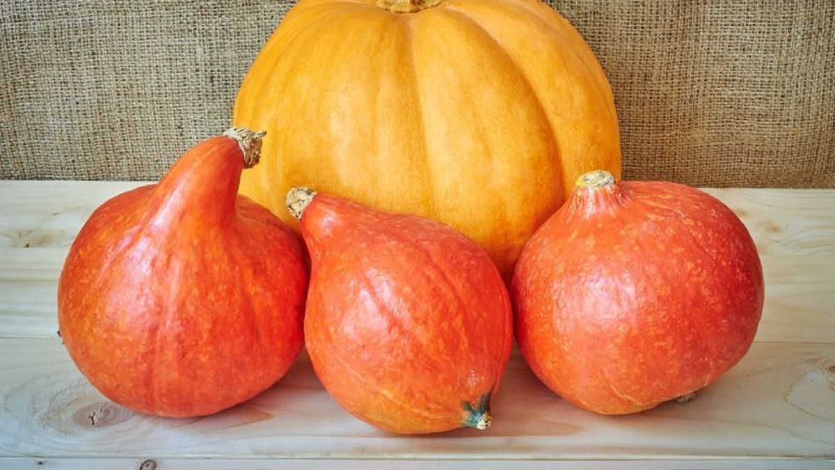 Calabaza potimarrón