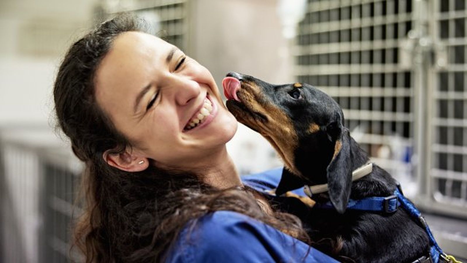 por que lamen los perros 13 por que lamen los perros 13