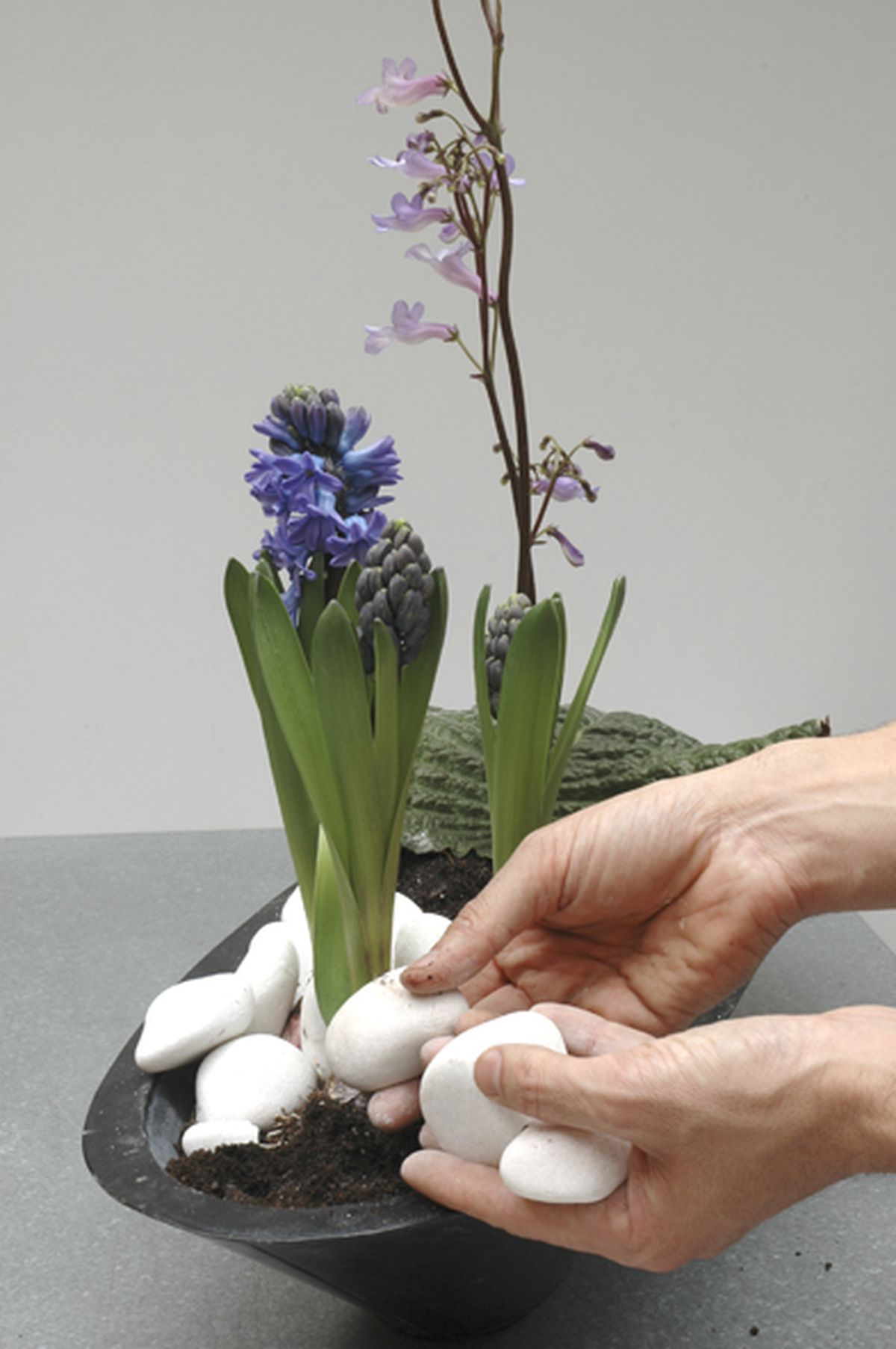 STREPTOCARPUS WENDLANDII Paso 3