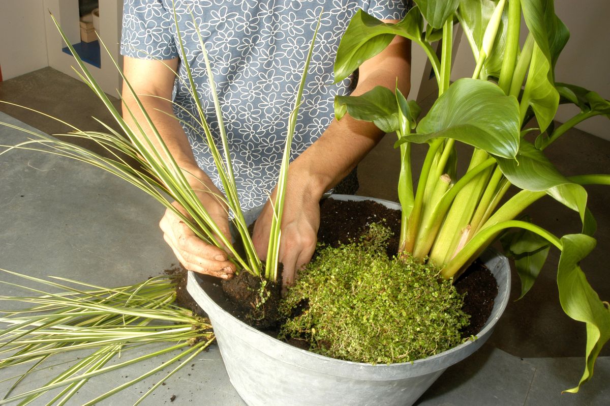 Composiciones con calas o Lirios de Agua p3