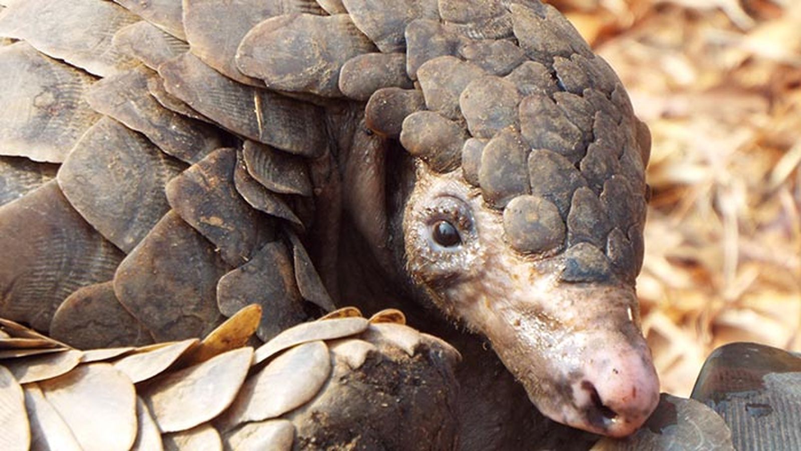 pangolin 1 pangolin 1