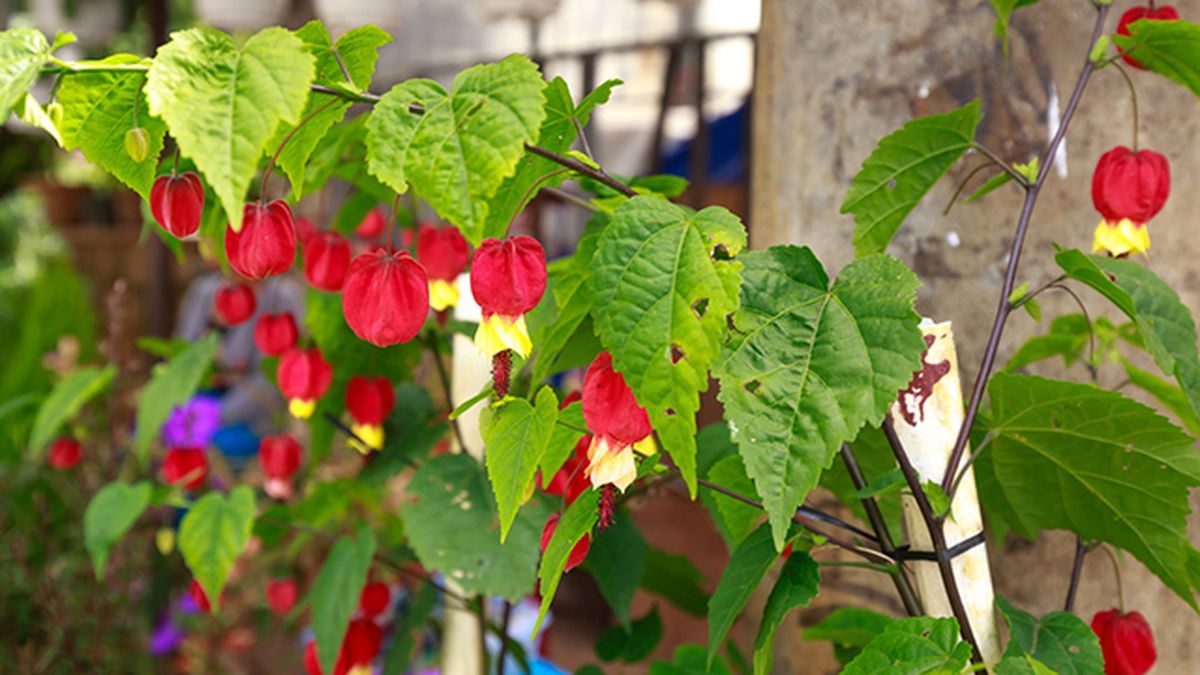 abutilon megapontium planta fachadas