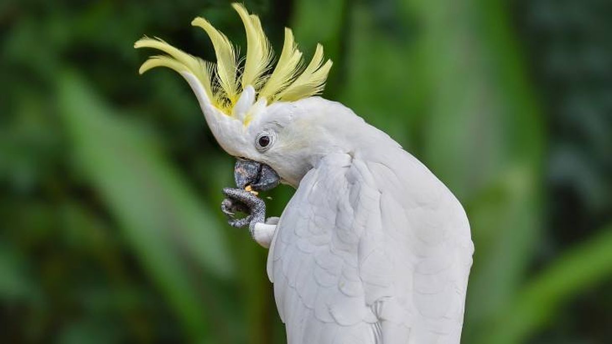loro cacatua