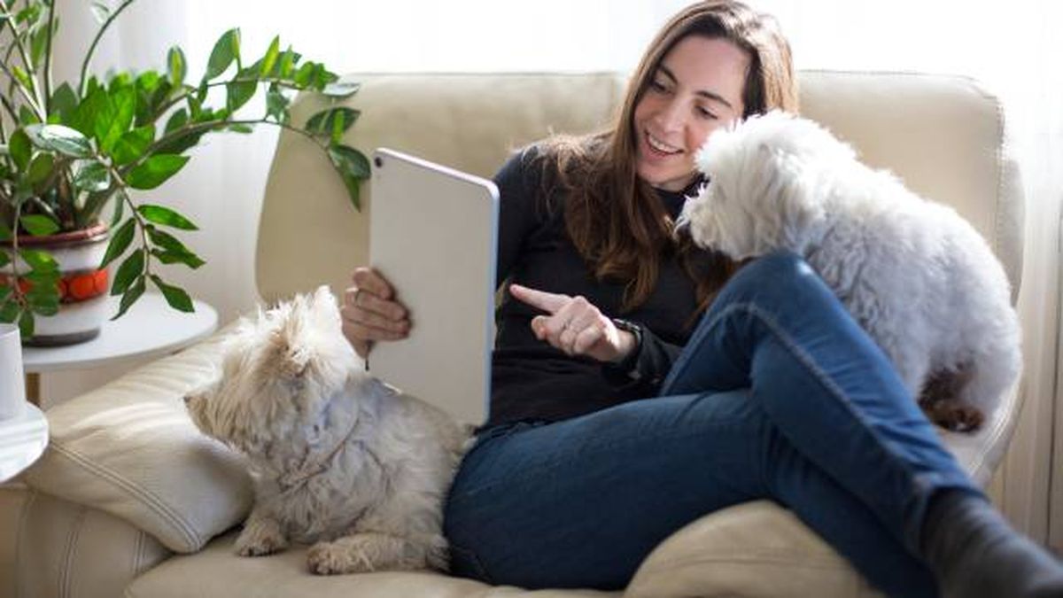 consejos si buscas alquiler de piso con mascotas