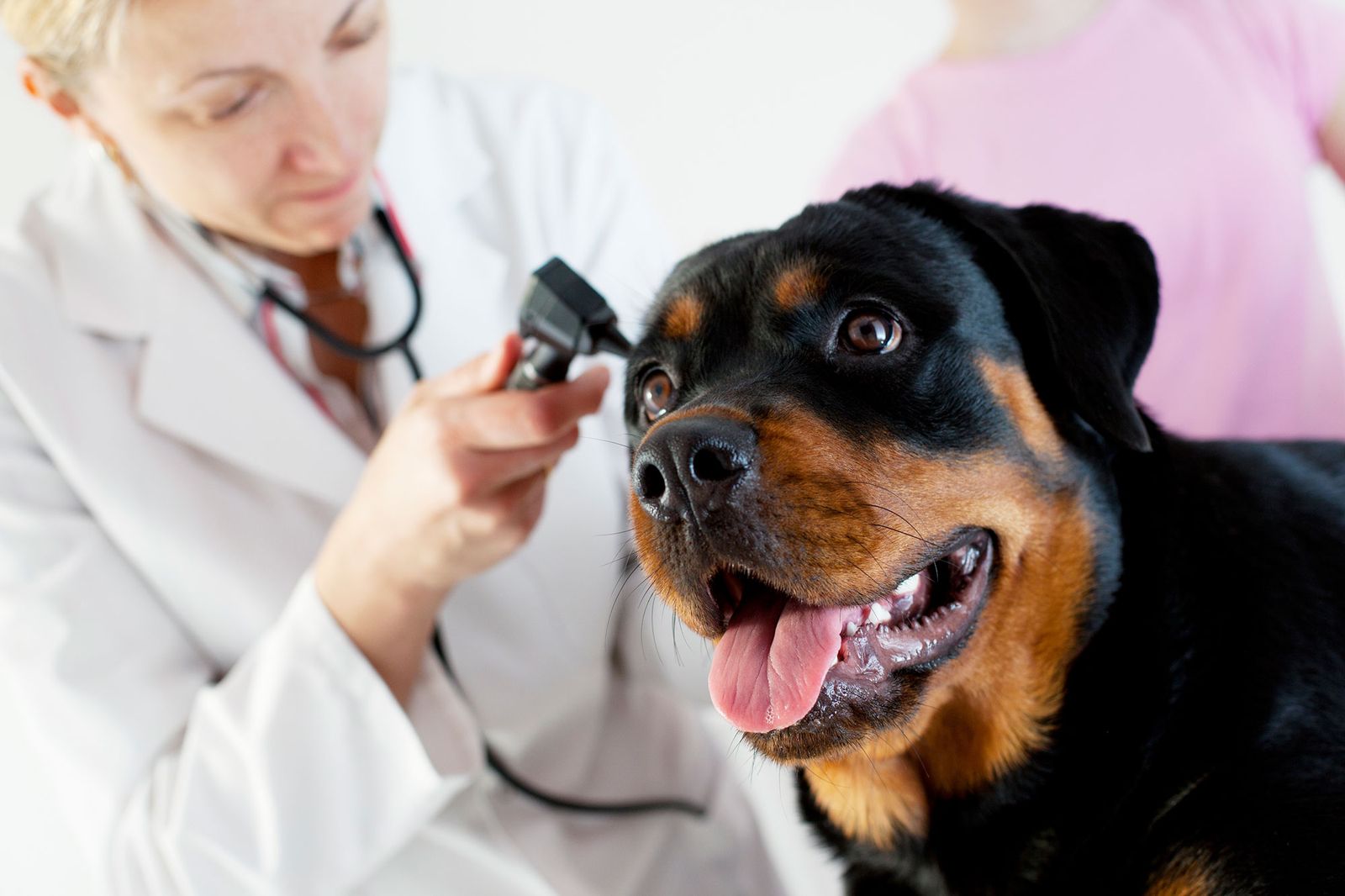 perros potencialmente peligrosos microchip vacunas perros potencialmente peligrosos microchip vacunas