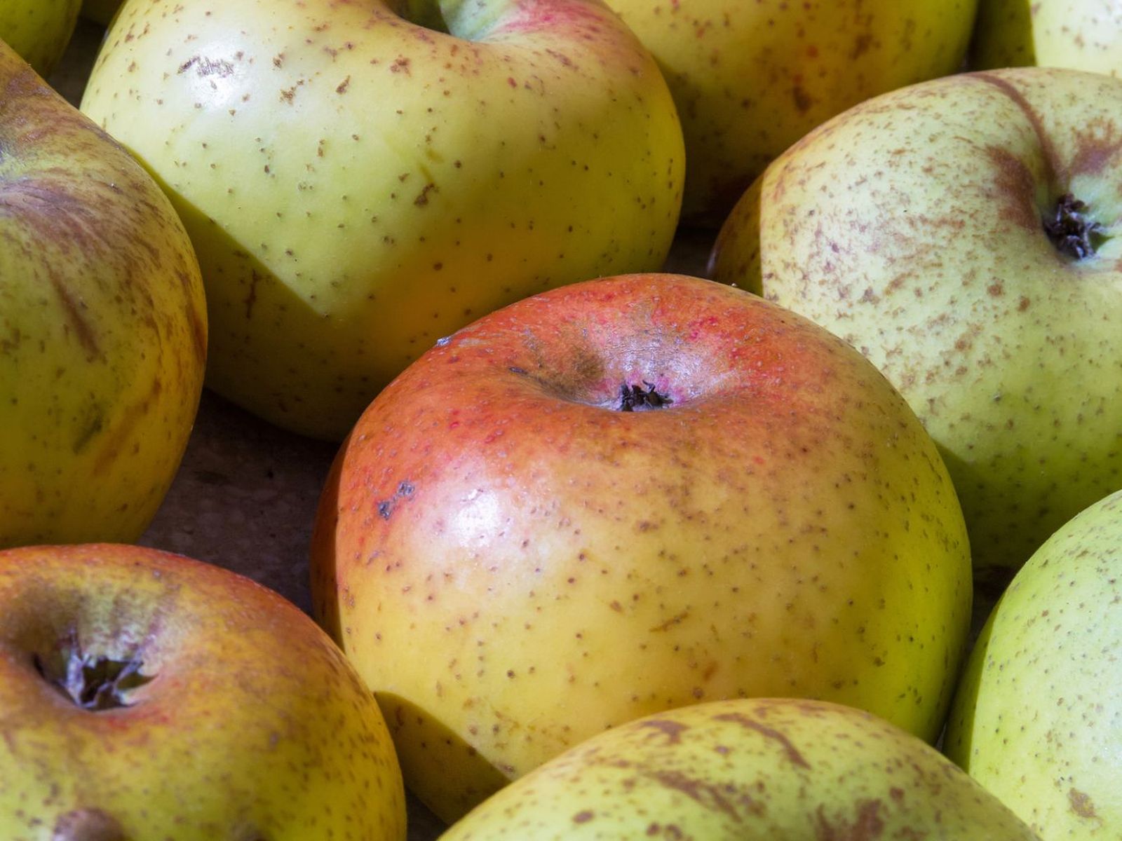 Manzana Reineta