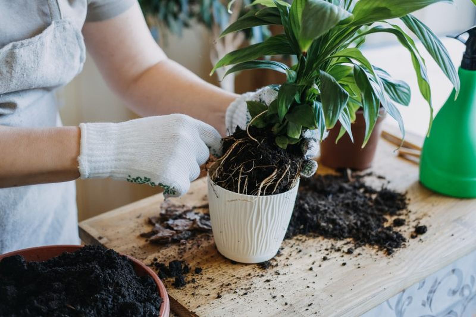 Revisar el estado de las raíces de las plantas. Revisar el estado de las raíces de las plantas.