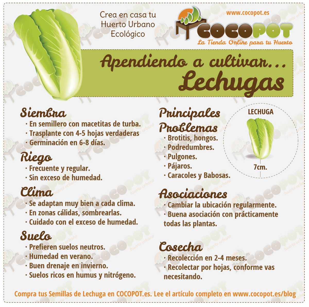 Siembra guía lechugas