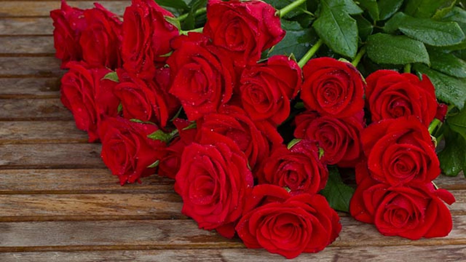 regalar rosas rojas
