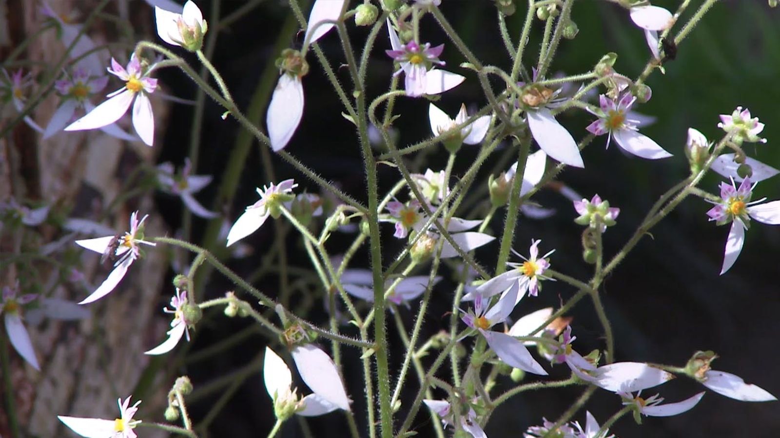 deco 777 jardin saxifragas flores deco 777 jardin saxifragas flores