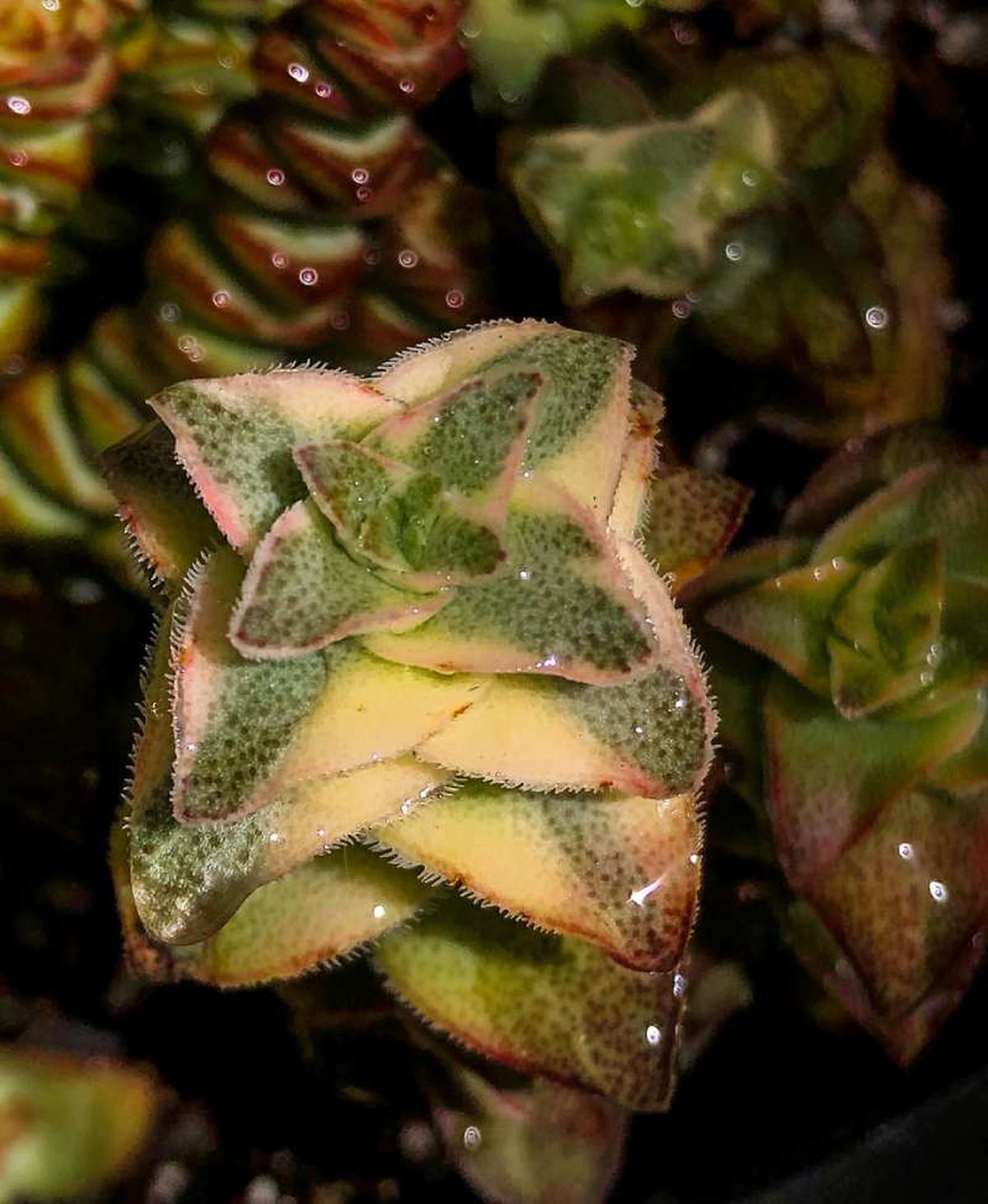 Crassula perforata con hojas variegadas.