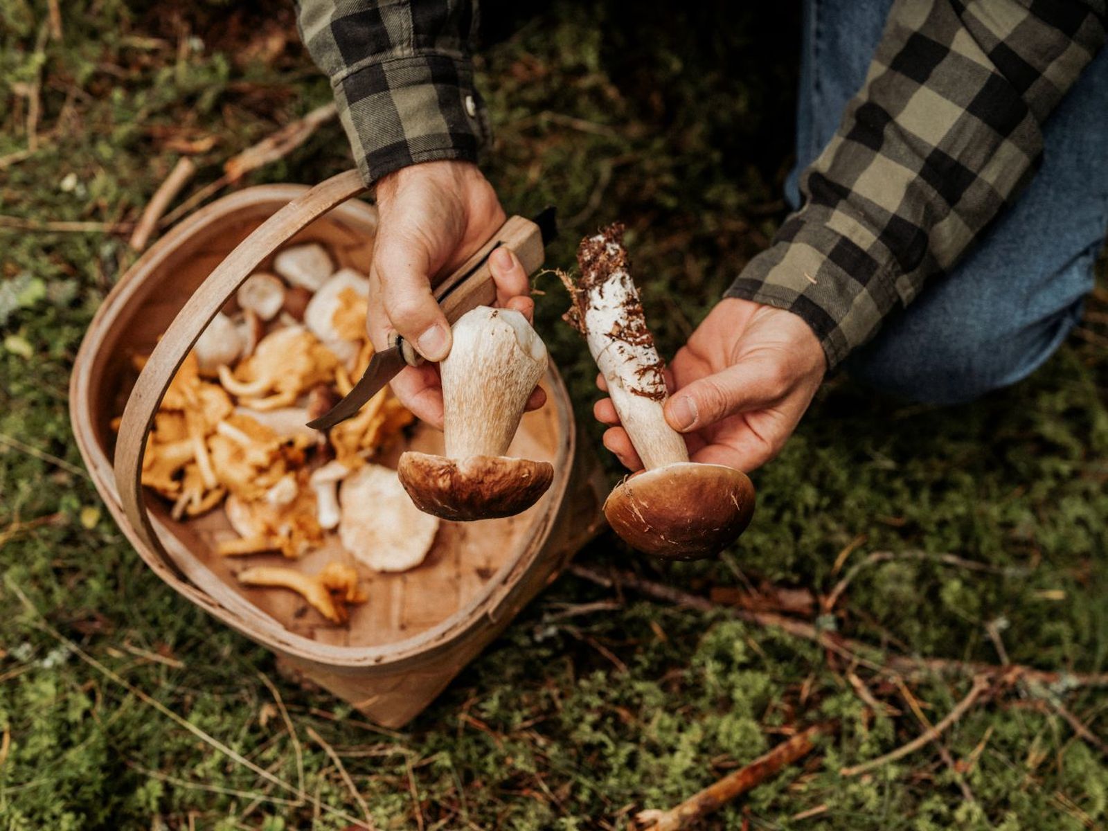 Boletus edulis Boletus edulis