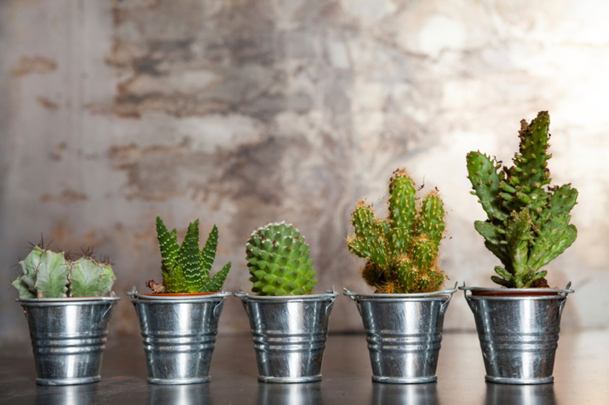 Cactus y plantas crasas