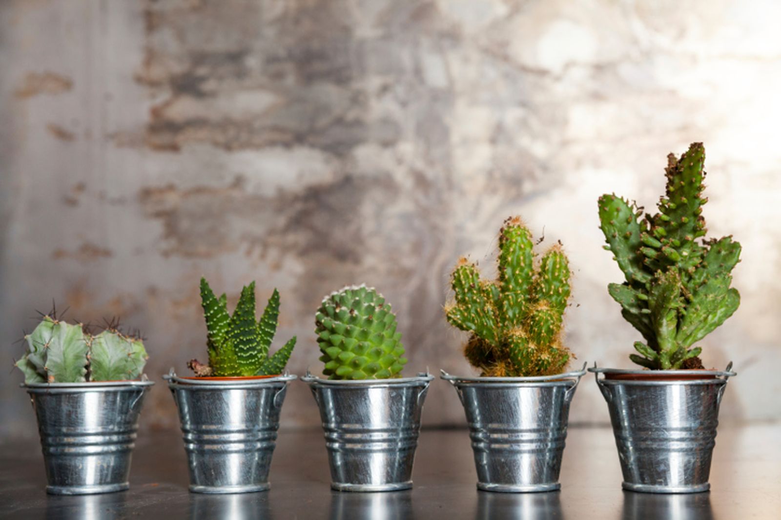 Cactus y plantas crasas Cactus y plantas crasas