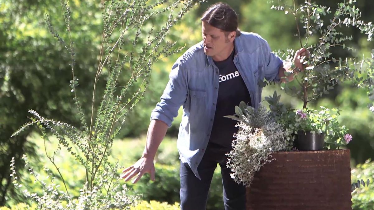 966 composicion Acacia cultiformis