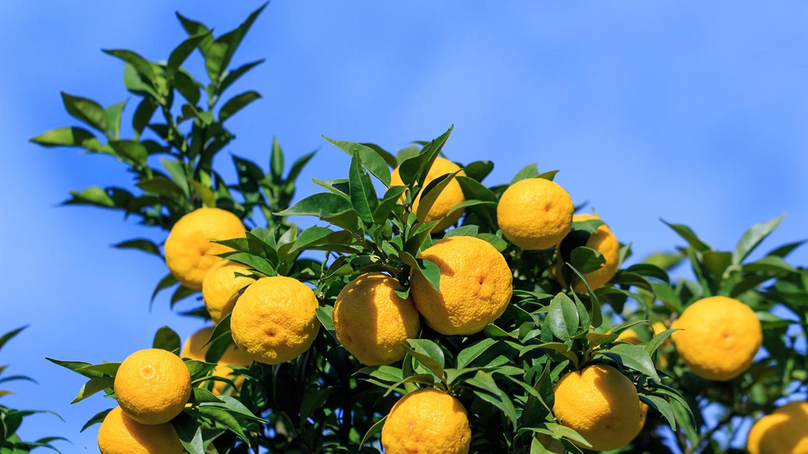 yuzu ingrediente japones antiedad 1 yuzu ingrediente japones antiedad 1