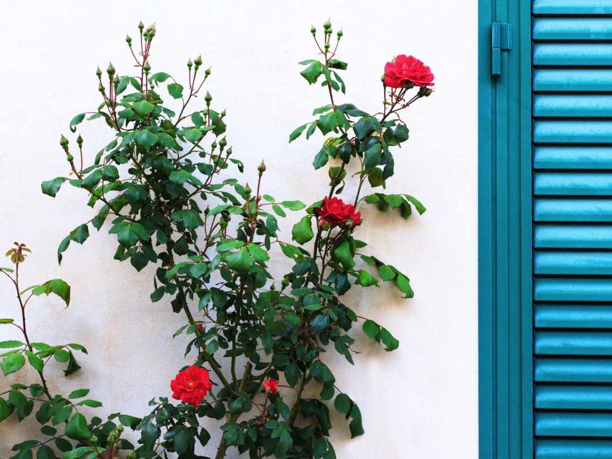 Existe una gran diversidad de colores y formas.