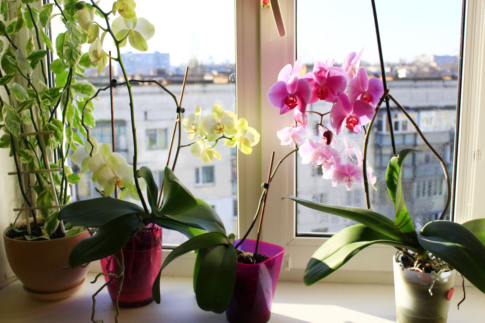 como recuperar orquidea 525876754