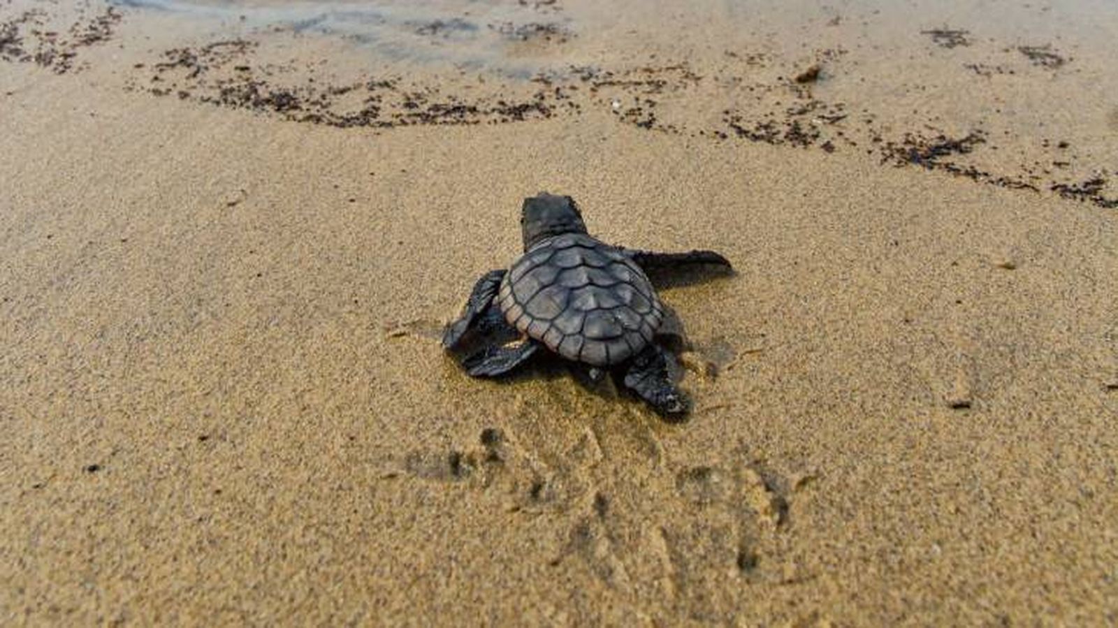 Las tortugas marinas se pueden localizar en la playa Las tortugas marinas se pueden localizar en la playa