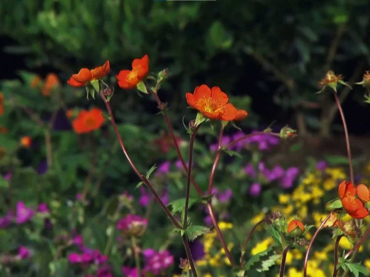Planta geum de flores naranjas.