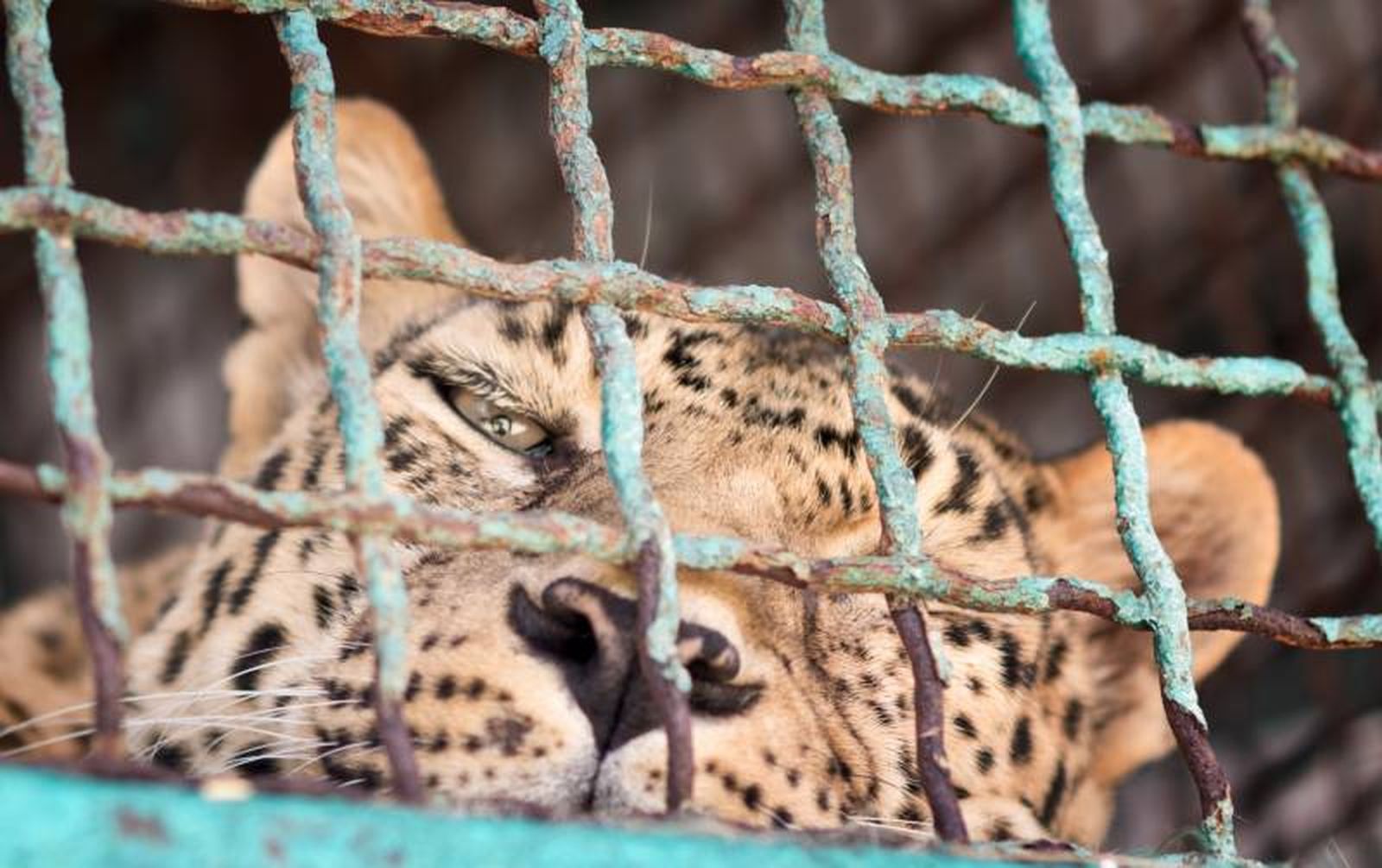 La vida dentro una jaula difícilmente se puede considerar como una verdadera vida para estos animales La vida dentro una jaula difícilmente se puede considerar como una verdadera vida para estos animales