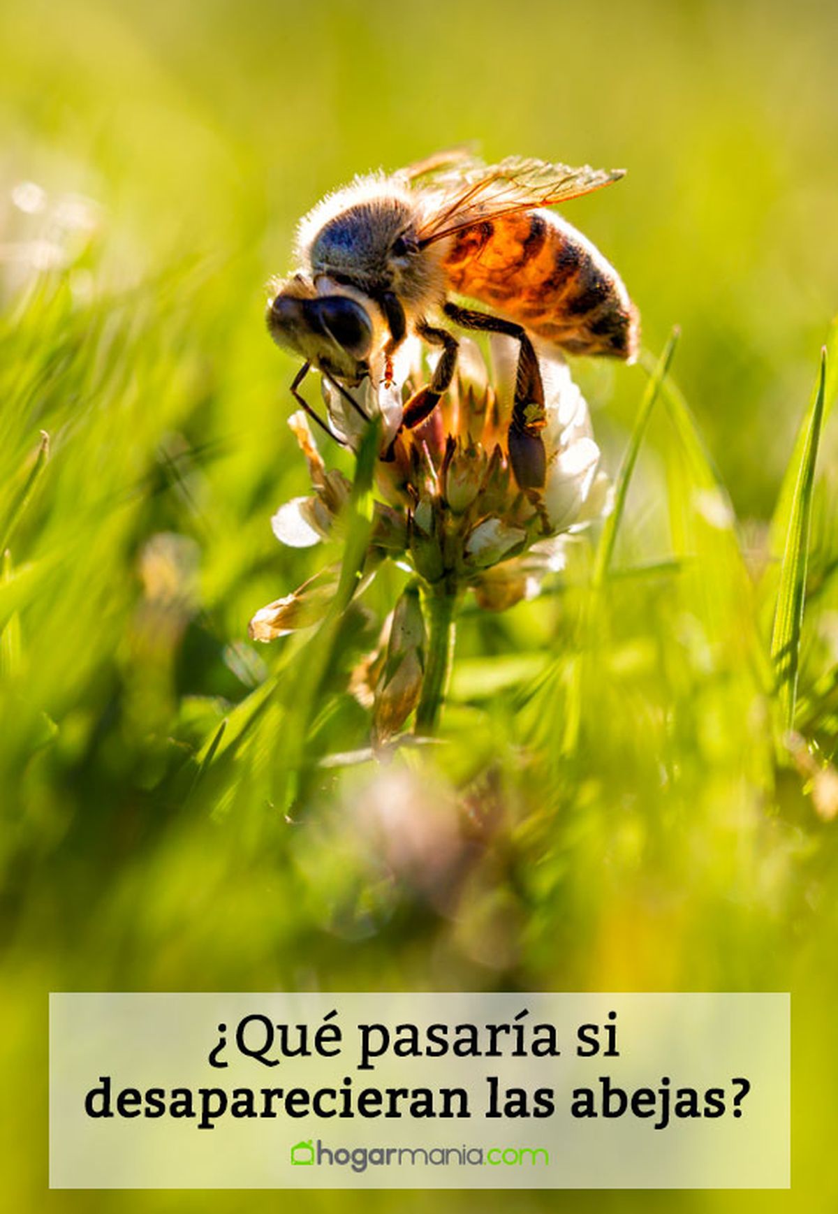 que pasaria si desaparecen abejas v