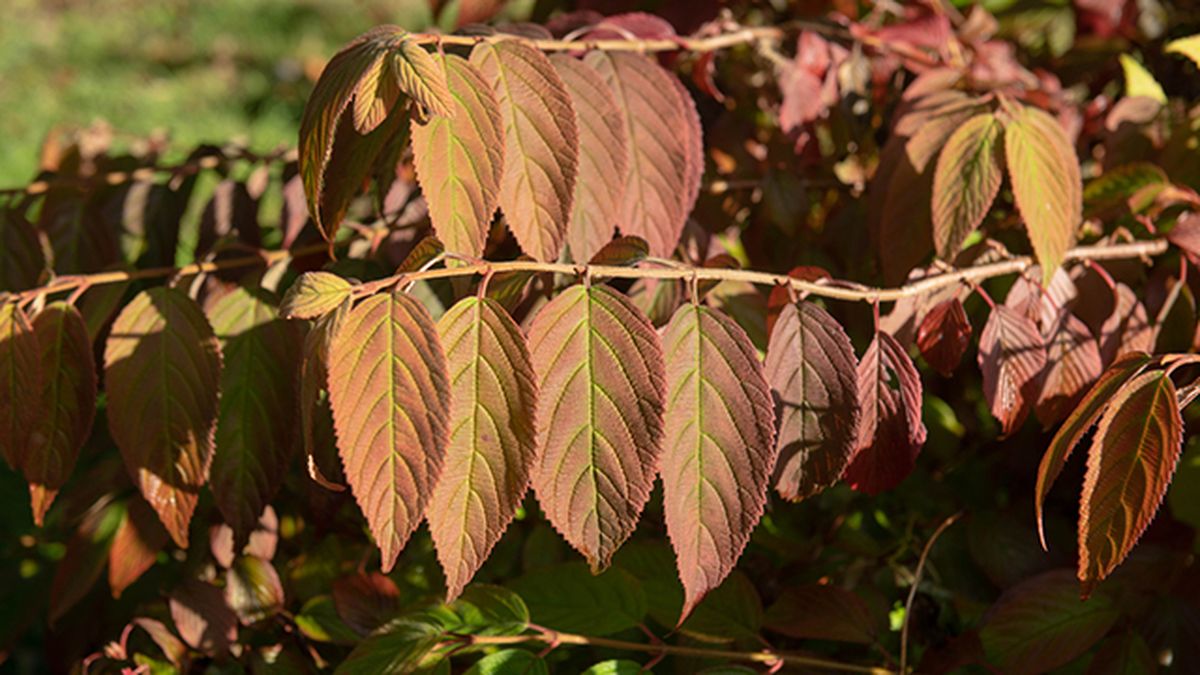 hojas Viburnum plicatum mariesii en otono