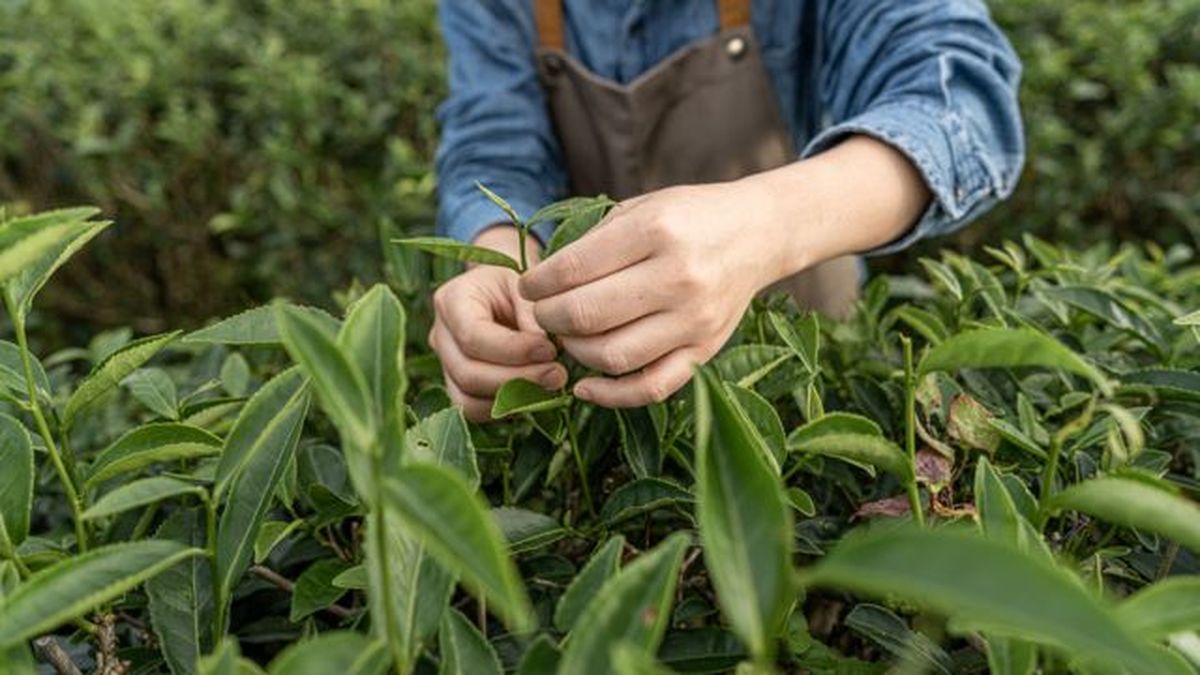 hojas camellia sinensis
