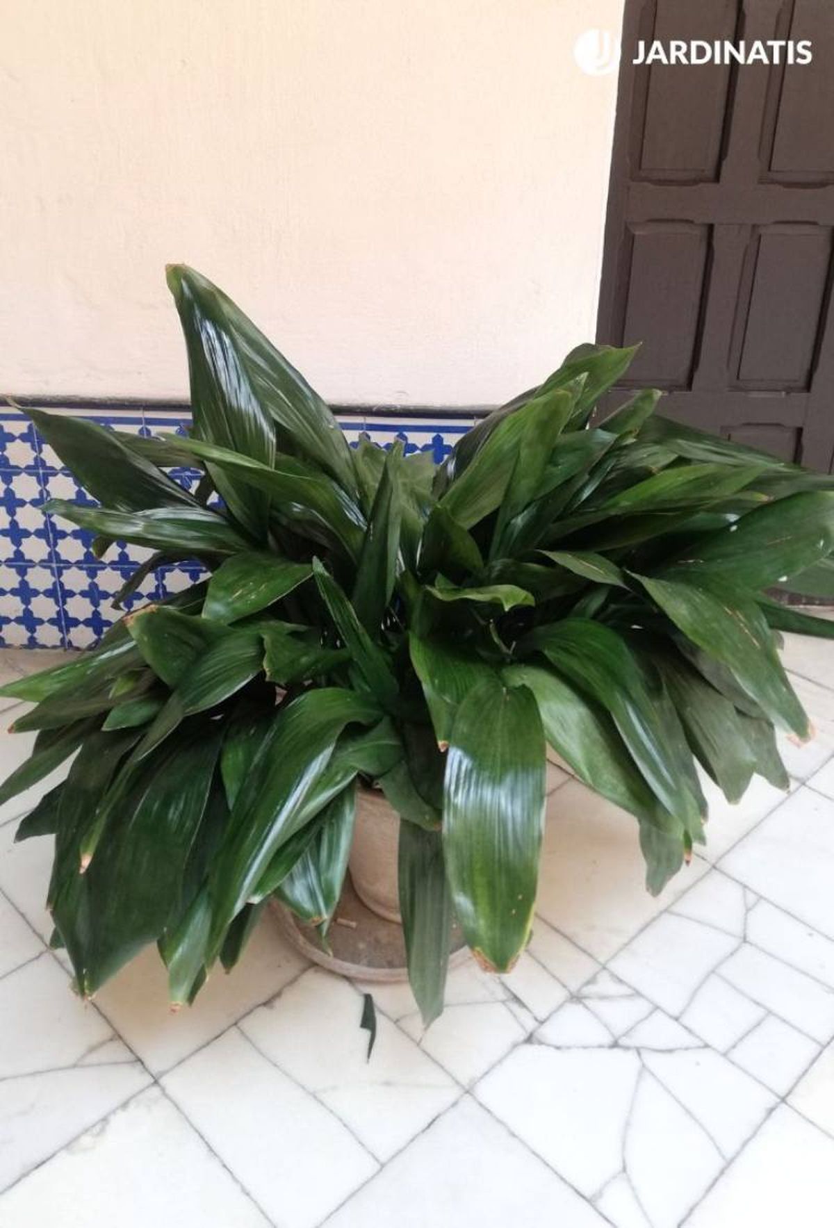 La aspidistra es perfecta para porches y patios