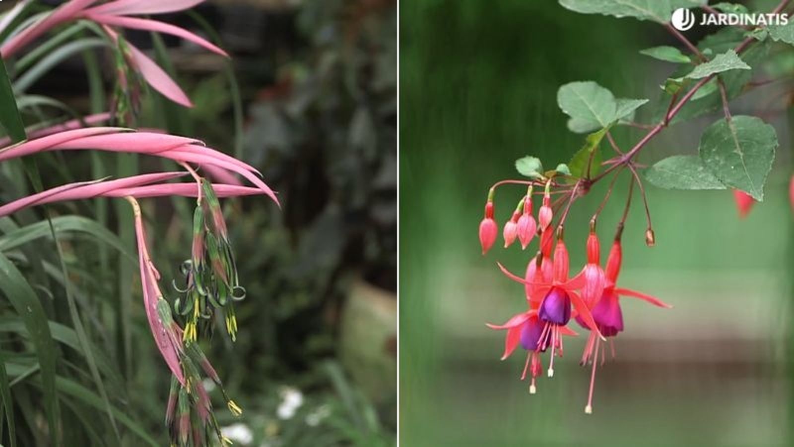 De izq. a drcha.: Billbergia y Fuchsia De izq. a drcha.: Billbergia y Fuchsia