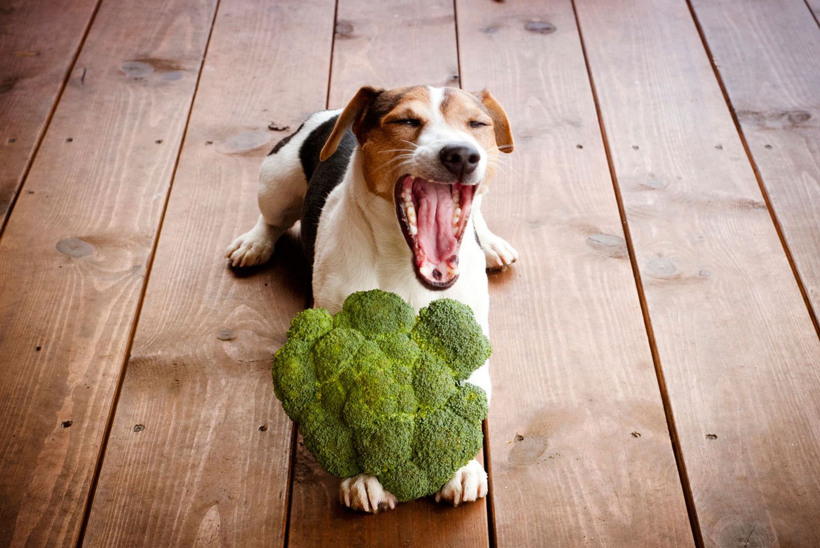 alimentacion vegana perros alimentacion vegana perros